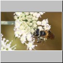 Andrena propinqua - Sandbiene w01d 10mm - OS-Hellern Waldwiese det.jpg